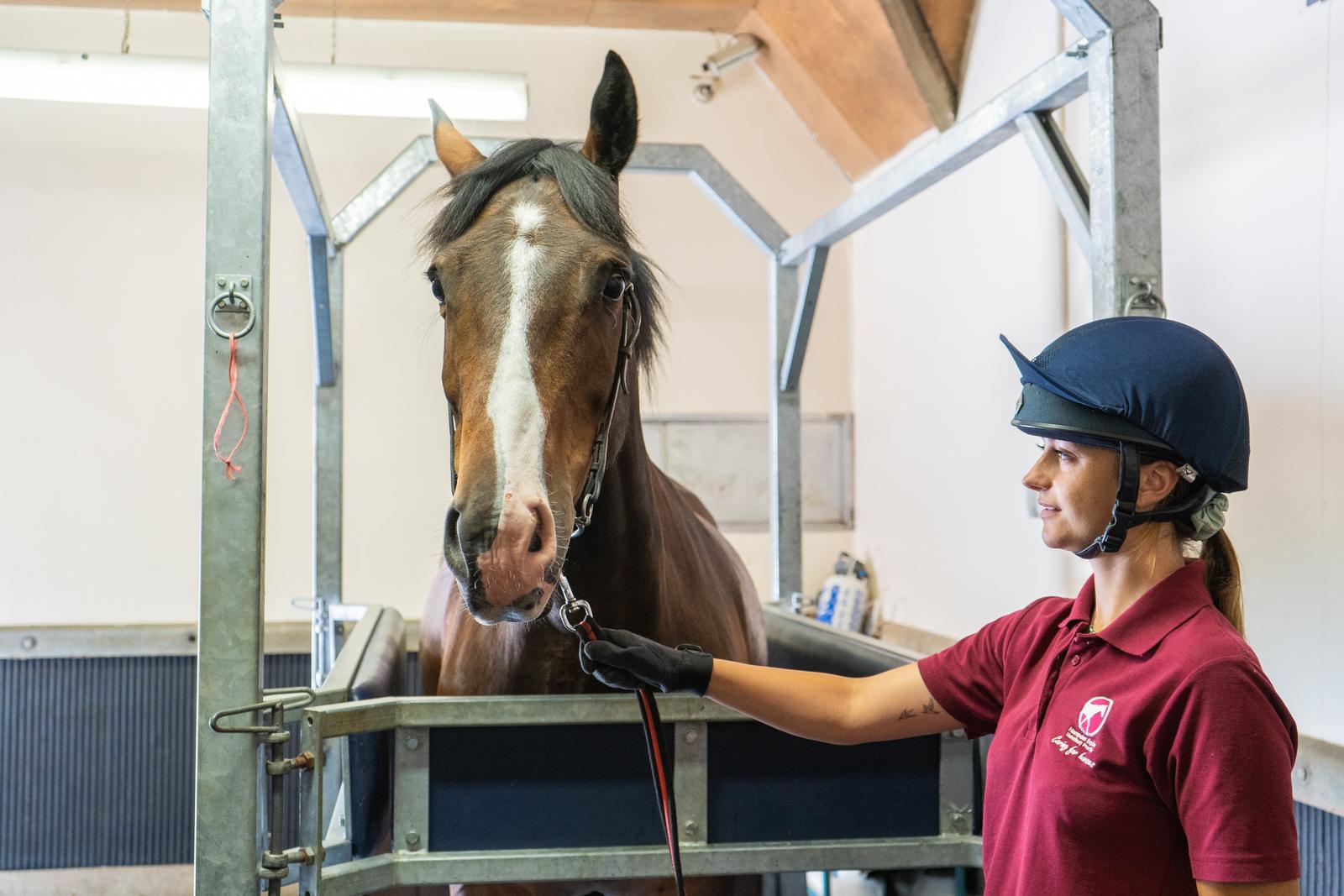 Hampden Vets_Equine (Web)-55