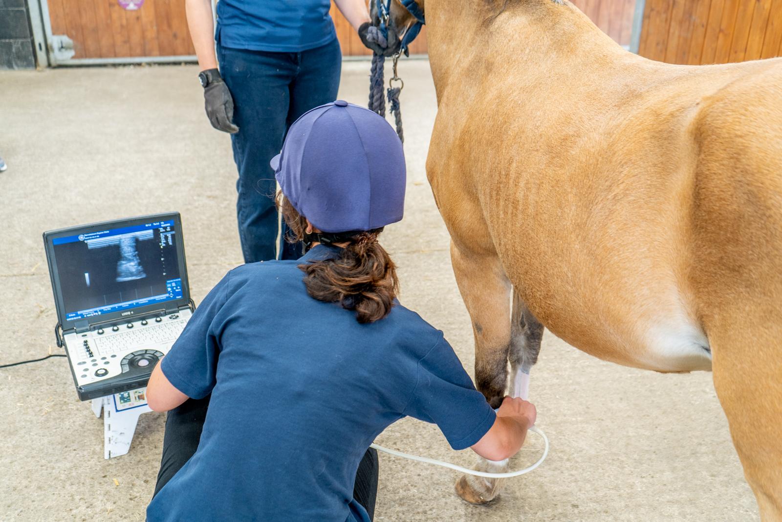 Hampden Vets_Equine (Web)-7