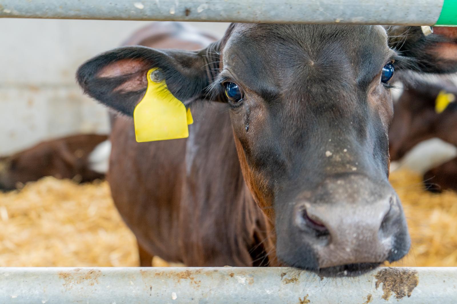 Hampden Vets_Farm (Web)-21