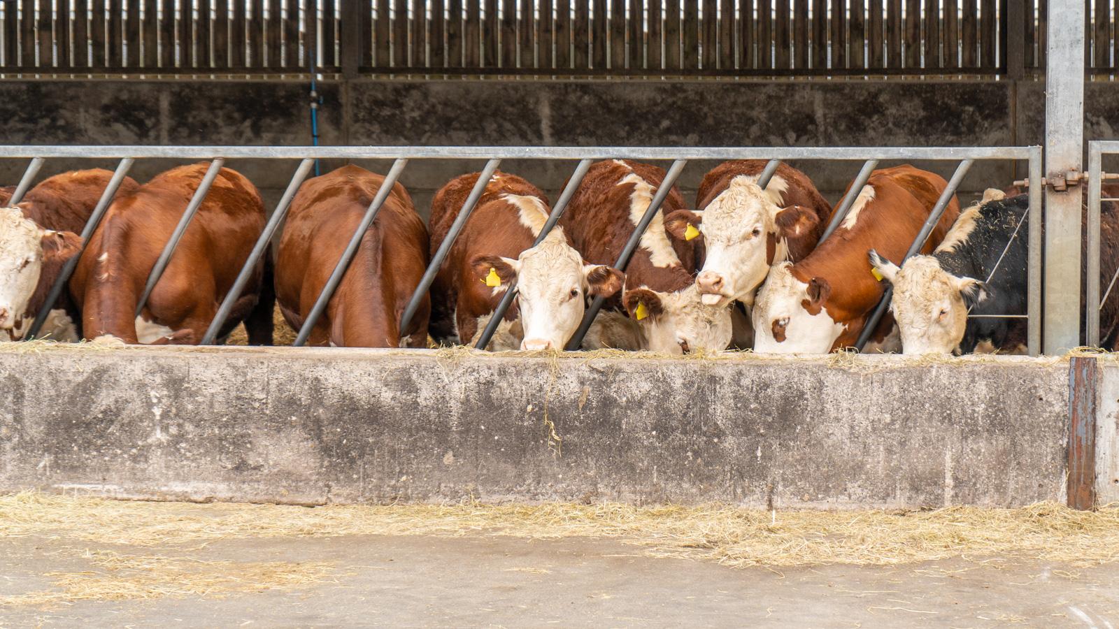 Hampden Vets_Farm (Web)-33