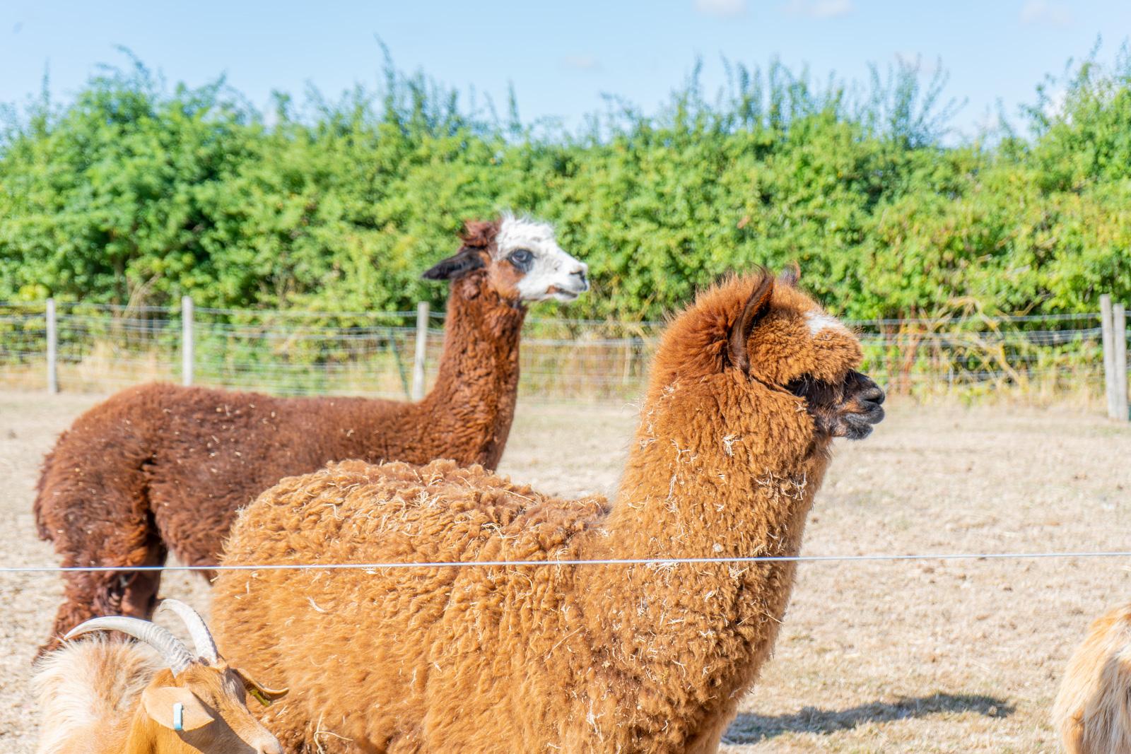 Hampden vets_farm (Web)-67(1)